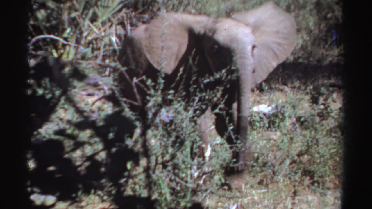 Lone elephant walking through tall grass and shrubs in bright sunlight.