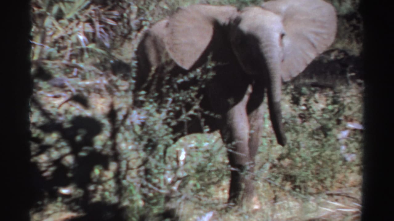 1969 Sudan 8mm frame with a lone elephant moving through uneven grass and brush, partly screened by vegetation.