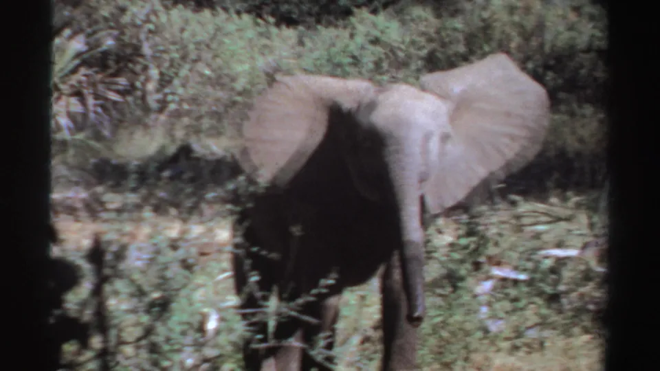1969 Sudan 8mm frame showing the elephant closer to camera, its body partly shadowed by foreground vegetation.