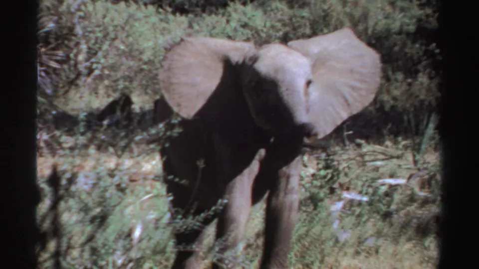 1969 Sudan 8mm frame of a lone elephant walking forward through sunlit grass and scattered bushes.