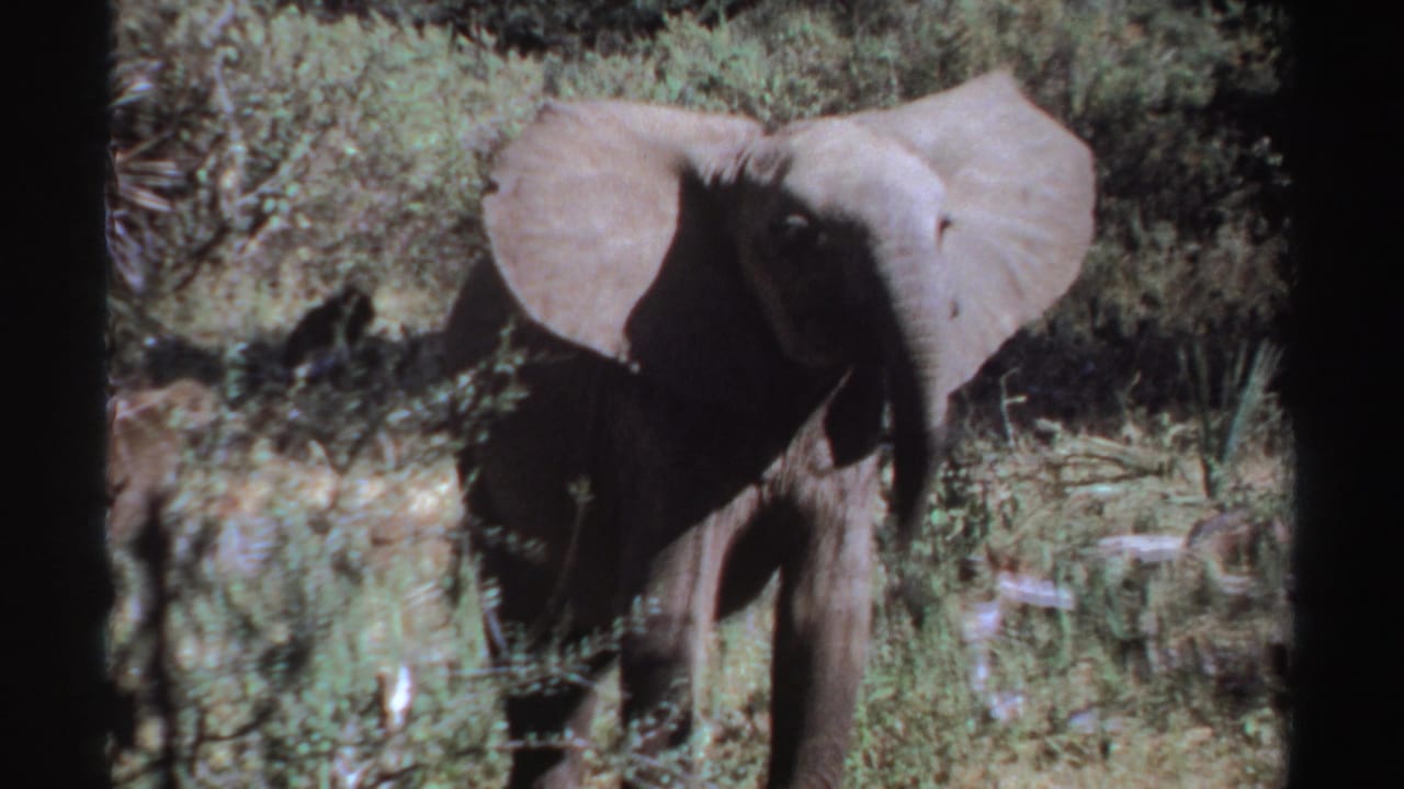 Young elephant walks through brush with ears spread in a sunlit grassy area.