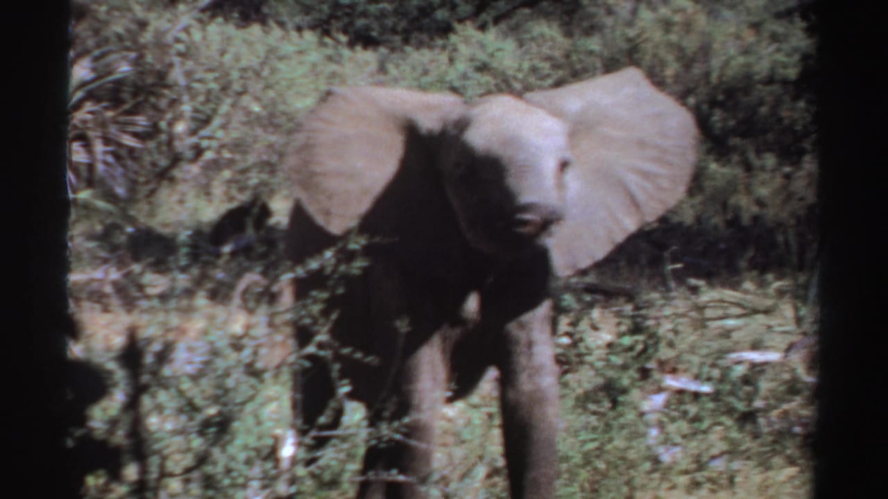 Young elephant steps forward through grass, framed by dark film edges.
