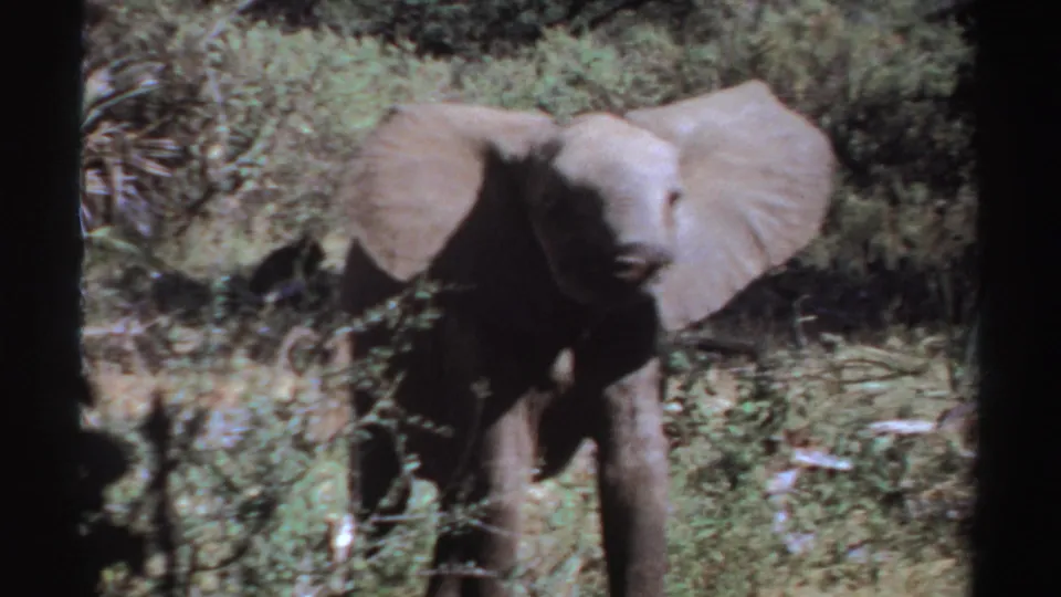 A young elephant walks toward the camera in 1969 Sudan footage, surrounded by brush and high-contrast sunlight.