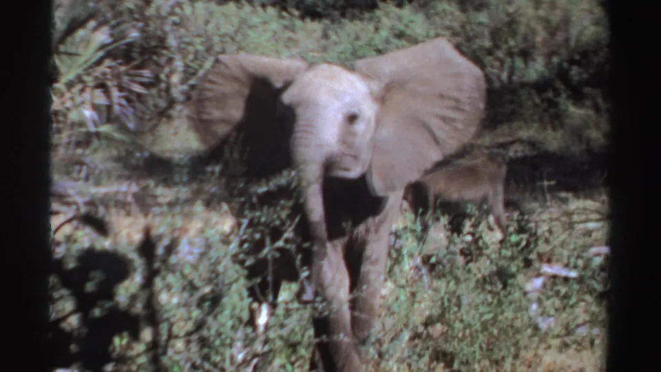 The elephant remains central in the Sudan wildlife scene as a baboon passes behind through the brush.