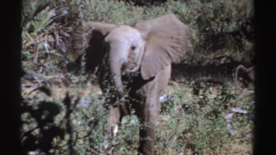 A young elephant continues forward through sun-dappled Sudan scrub, with 8mm grain and dark frame edges visible.