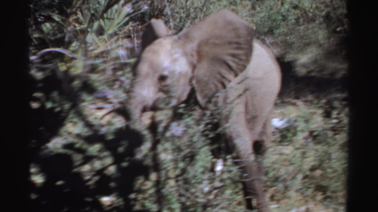 Young elephant walking through dense green brush.