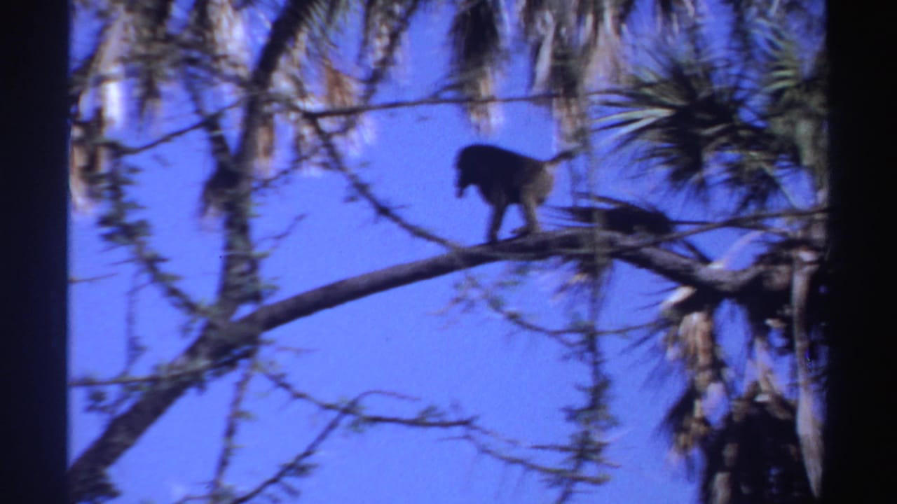 Monkey on a high branch against saturated blue sky in Sudan-labeled 1969 8mm footage.