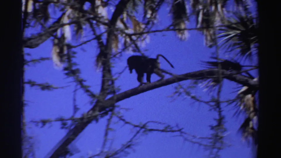 Monkey crossing a tree branch with raised tail in Sudan-labeled 1969 8mm home-movie footage.