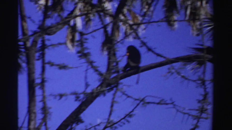 Monkey paused on a tree branch in Sudan-labeled 1969 wildlife home-movie footage.
