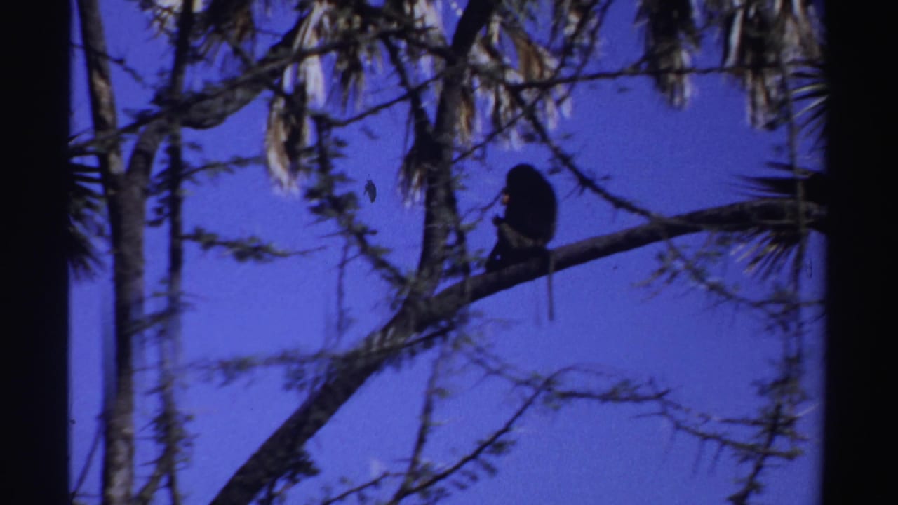 In Sudan 1969 home-movie footage, a silhouetted monkey sits on a branch framed by sparse foliage and blue sky.