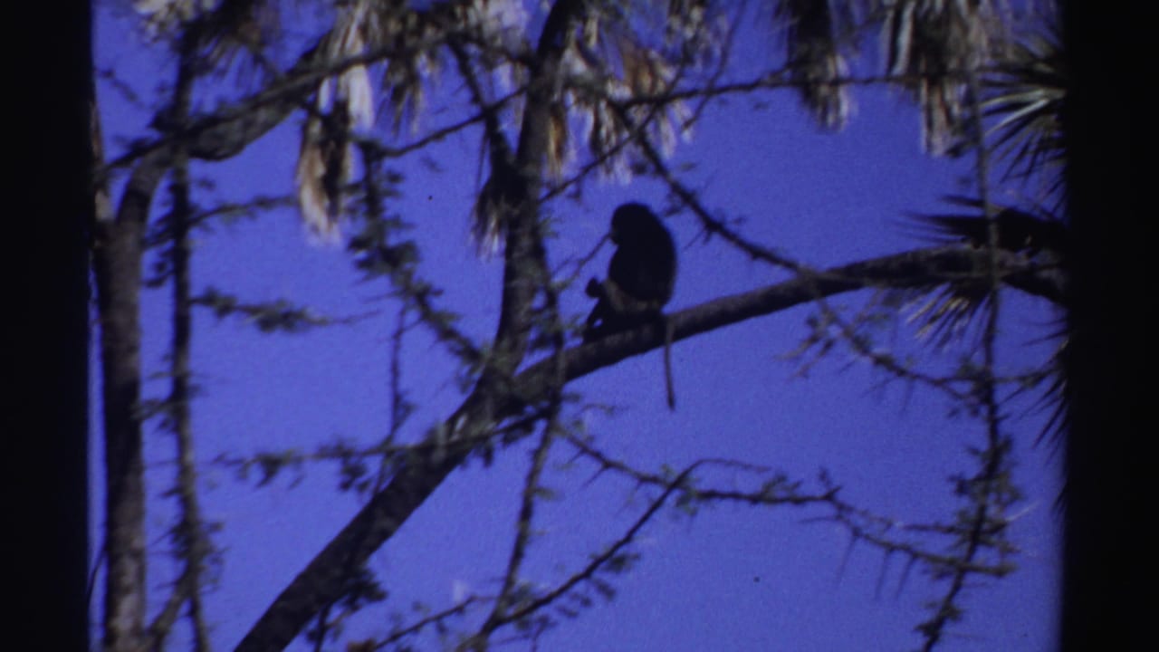 Monkey silhouette perched on a branch among sparse tree limbs.