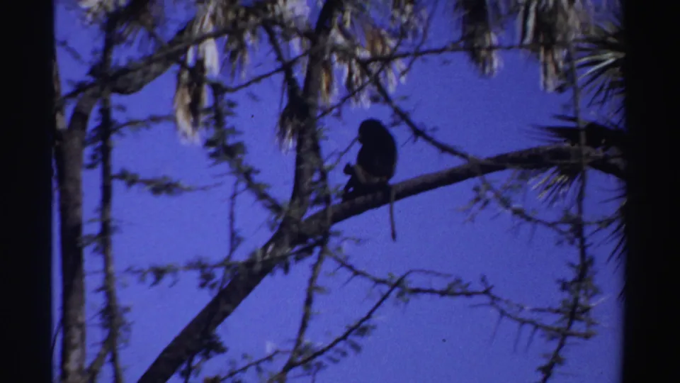 A monkey appears in silhouette on a high branch, surrounded by thin limbs and palm-like fronds in 1969 Sudan footage.