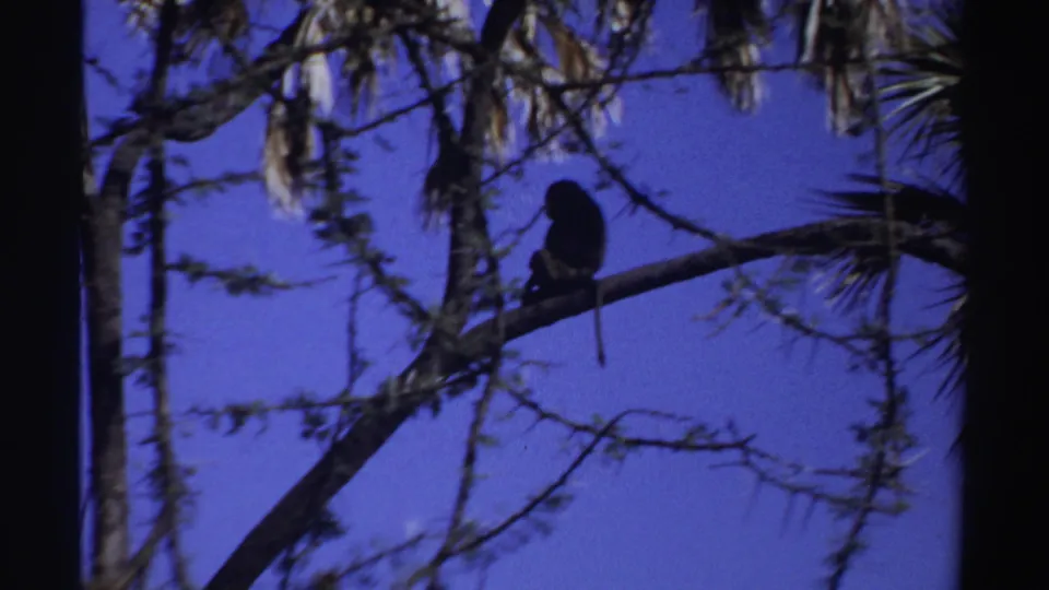 The Sudan home-movie frame shows the monkey seated on a branch, its tail hanging downward against the blue sky.