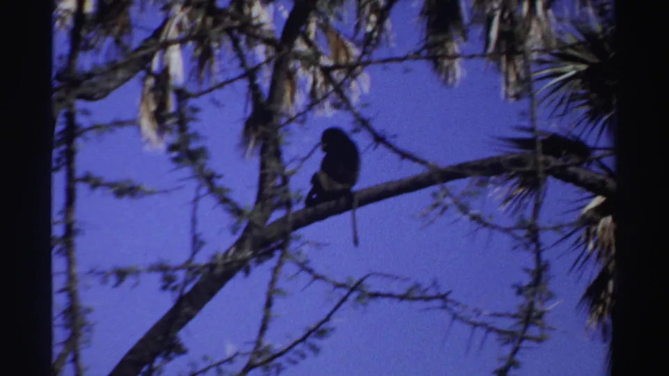 A silhouetted monkey crouches on the branch in the final frame, with sparse foliage and palm-like fronds around it.