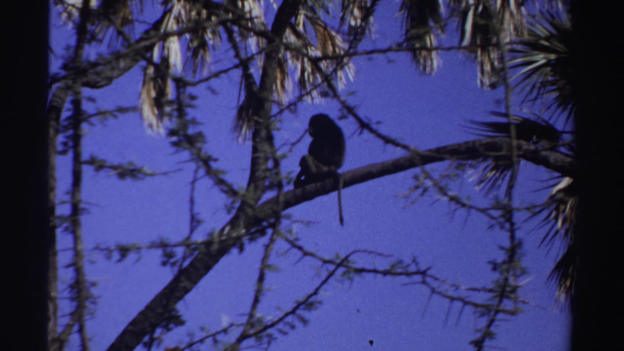In 1969 Sudan 8mm footage, a small monkey sits on a branch amid dark tree silhouettes against a saturated purple sky.