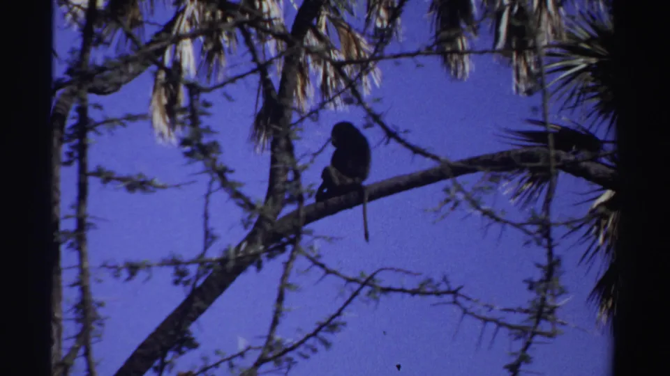 In 1969 Sudan 8mm footage, a small monkey sits on a branch amid dark tree silhouettes against a saturated purple sky.