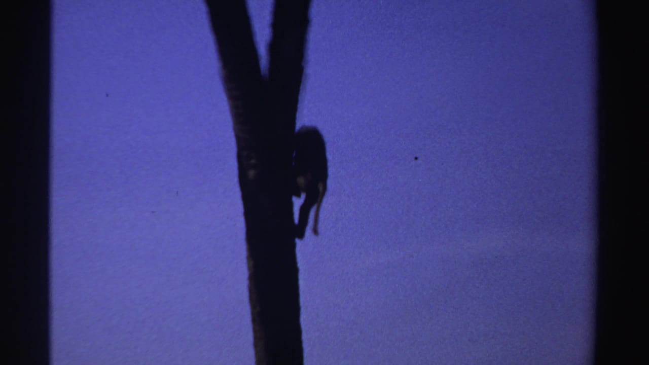 Small monkey clinging to a tall tree trunk in silhouette against open purple sky.