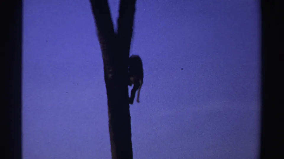 A silhouetted monkey clings to a tall tree trunk in the Sudan home-movie footage, isolated against a purple twilight sky.