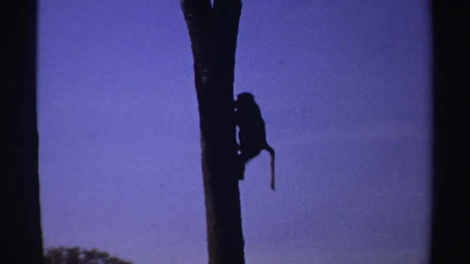 The small monkey appears in silhouette on a vertical tree trunk, tail hanging as it moves along the trunk in 1969 Sudan footage.