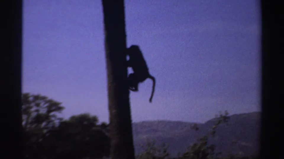A silhouetted monkey clings to a tree trunk above dark foliage, with faint distant landscape shapes in the Sudan 8mm frame.