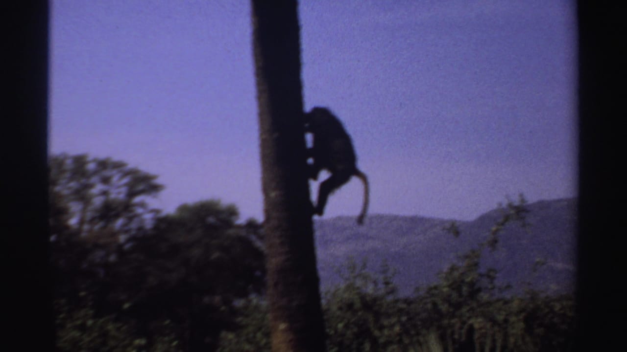 Monkey silhouette clinging to a thin tree trunk above foliage and distant hills.