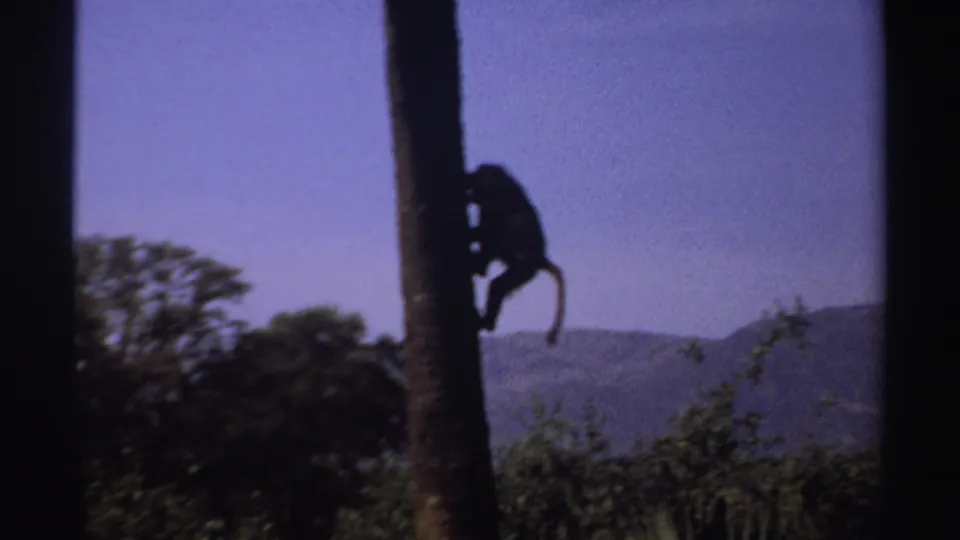 In 1969 Sudan 8mm footage, a monkey appears in silhouette on a narrow tree trunk with foliage, sky, and hazy hills behind it.