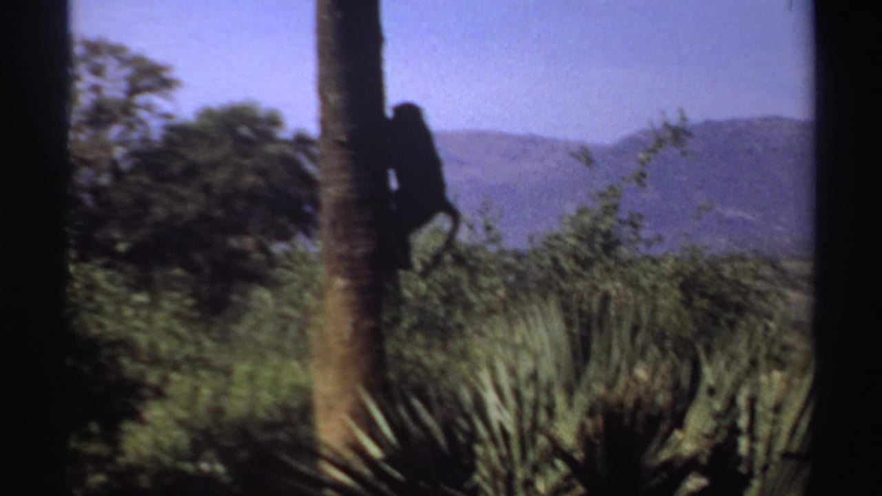 The monkey continues down a slim tree trunk in the Sudan home-movie shot, partly silhouetted against sky, brush, and distant hills.