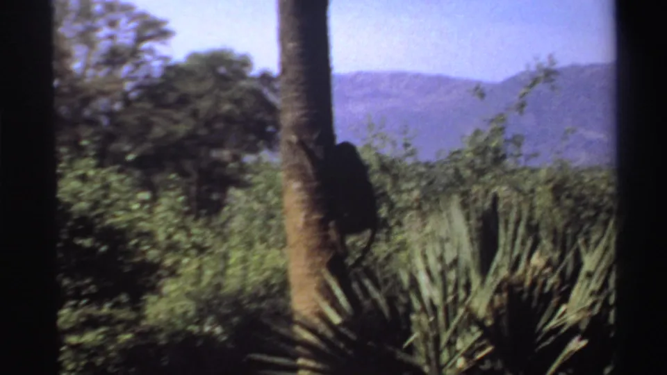 The monkey is near the lower part of the trunk, dark against saturated greenery and a hazy hill backdrop in the 1969 Sudan footage.