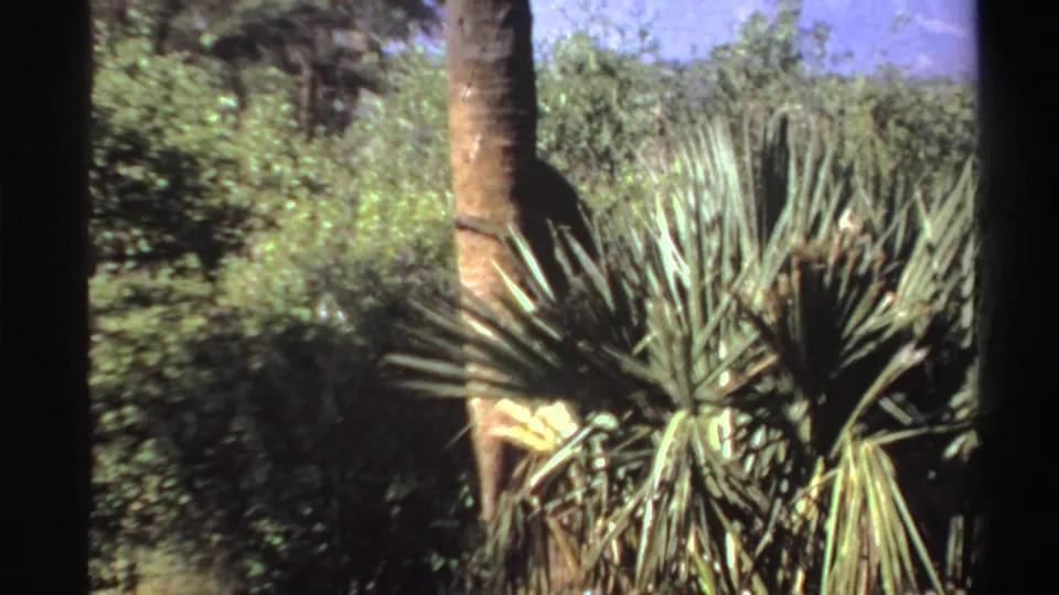 At the end of the shot, the monkey is partly obscured near the trunk and spiky plant leaves, with thick vegetation filling the frame.