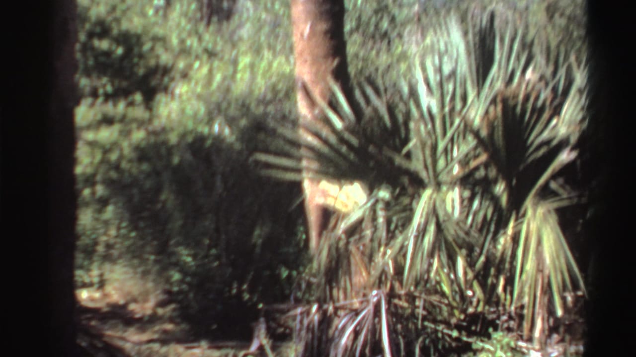Dense forest foliage with palm fronds and shaded ground.