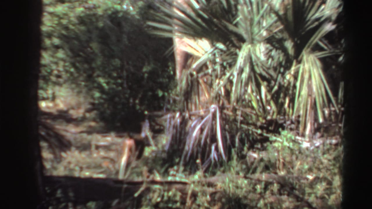 1969 Sudan 8mm frame with a small likely monkey partly obscured among palm fronds and brush.