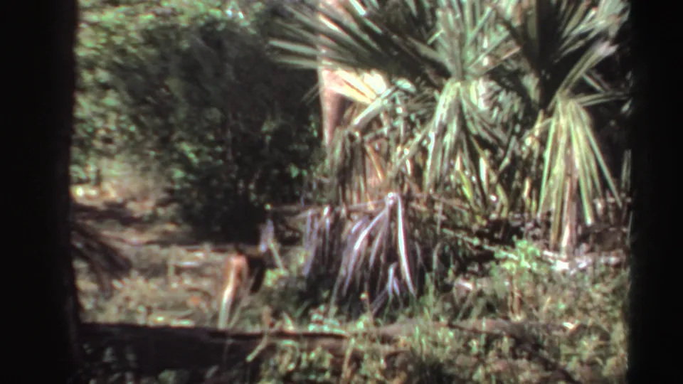 1969 Sudan 8mm frame with a small likely monkey partly obscured among palm fronds and brush.