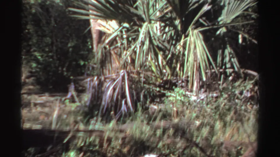 1969 Sudan 8mm frame showing blurred palm-like fronds, brush, and sunlit forest vegetation.