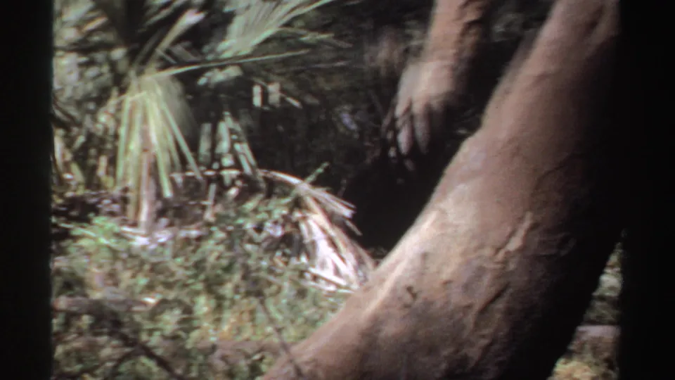 1969 Sudan 8mm frame with a large tree trunk at right and dense palm-like fronds in the background.