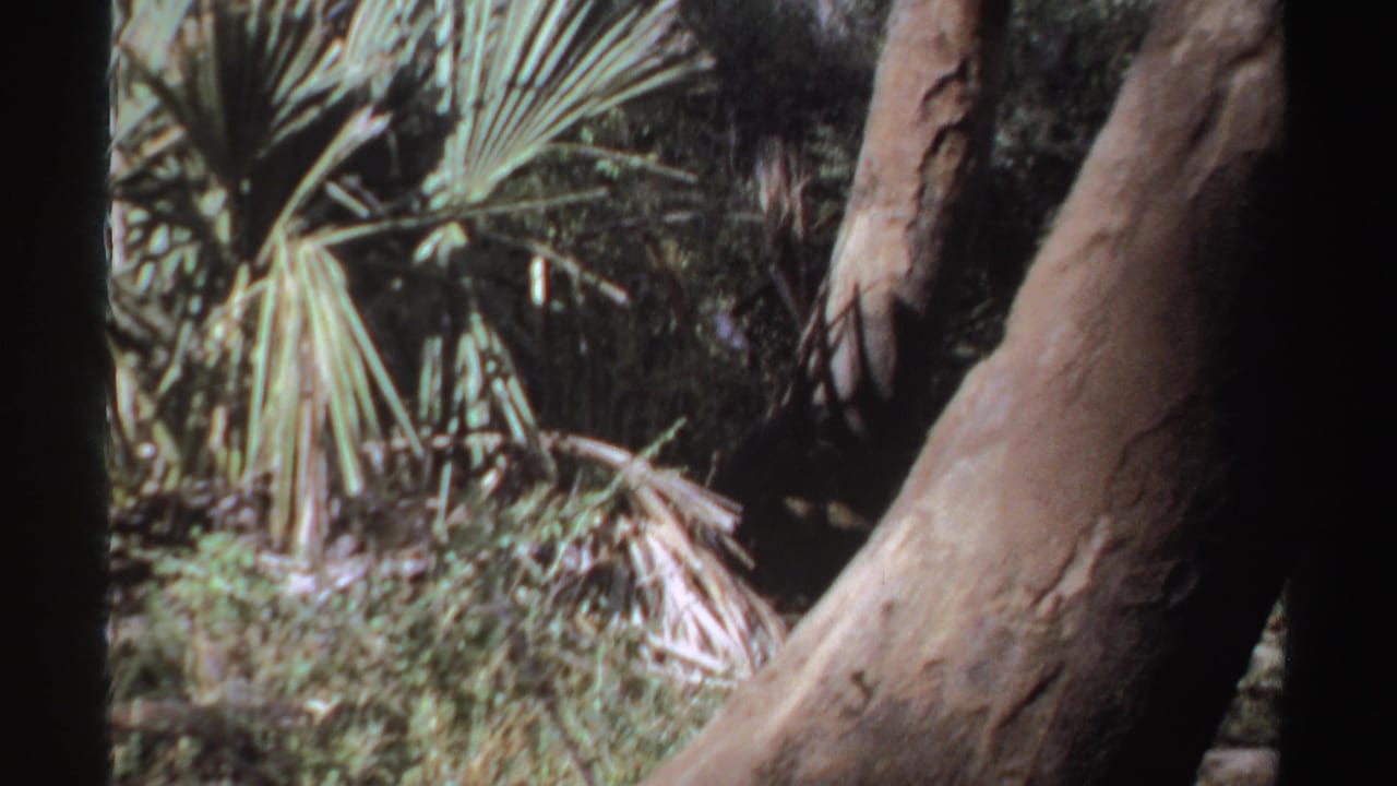 1969 Sudan 8mm frame showing palm fronds, dense vegetation, and a large tree trunk in a handheld travel view.