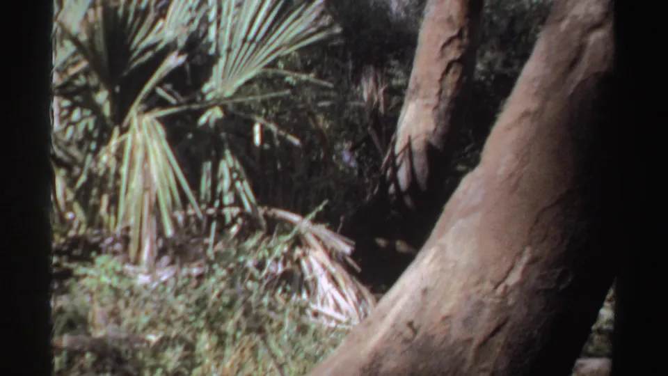 1969 Sudan 8mm frame showing palm fronds, dense vegetation, and a large tree trunk in a handheld travel view.
