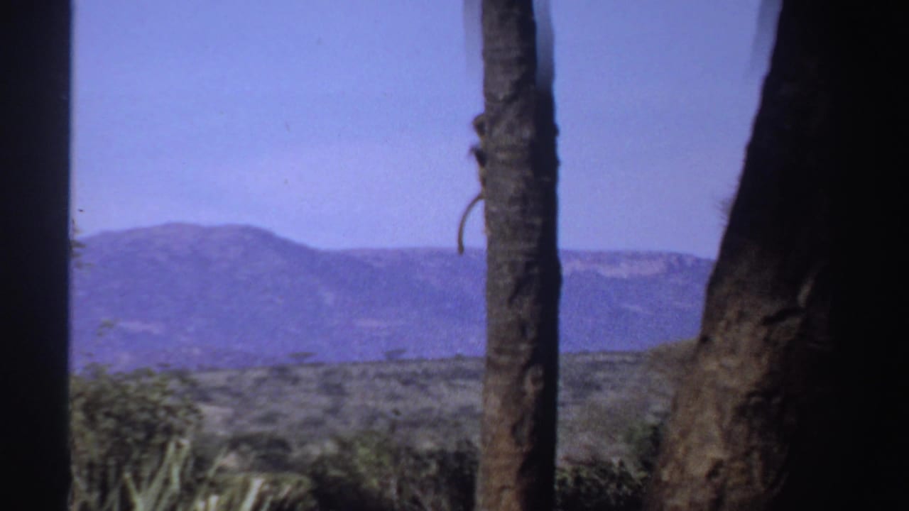 1969 Sudan 8mm frame with tree trunks in the foreground, blue sky, distant hills, and scrubby vegetation.