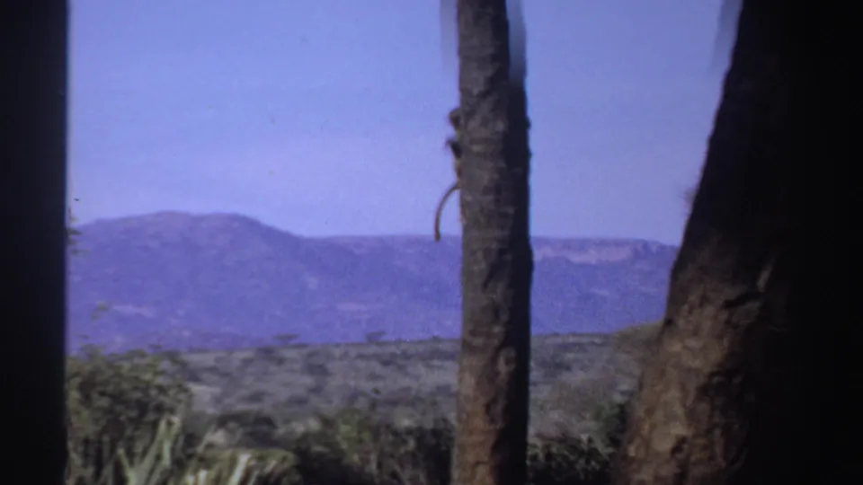 1969 Sudan 8mm frame with tree trunks in the foreground, blue sky, distant hills, and scrubby vegetation.