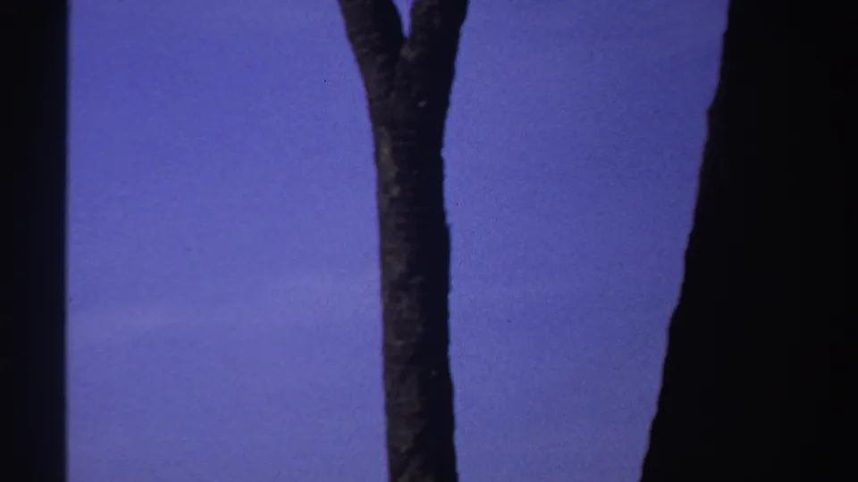 1969 Sudan 8mm frame showing a tall narrow trunk against open blue sky as the camera pans upward.