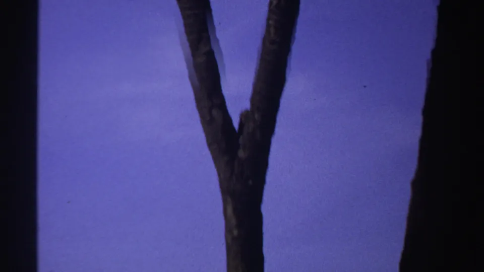 1969 Sudan 8mm frame of a forked tree trunk silhouetted against blue sky during an upward handheld pan.