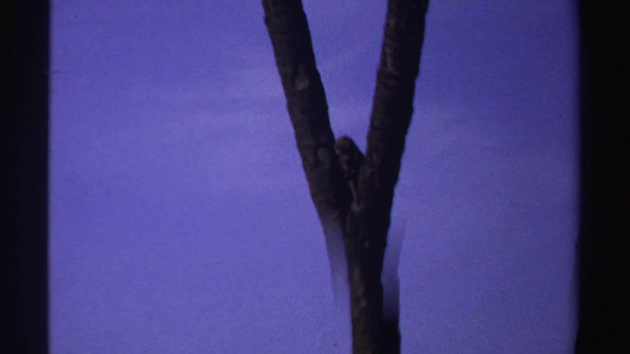 Small monkey on a forked tree trunk against a purple twilight sky.