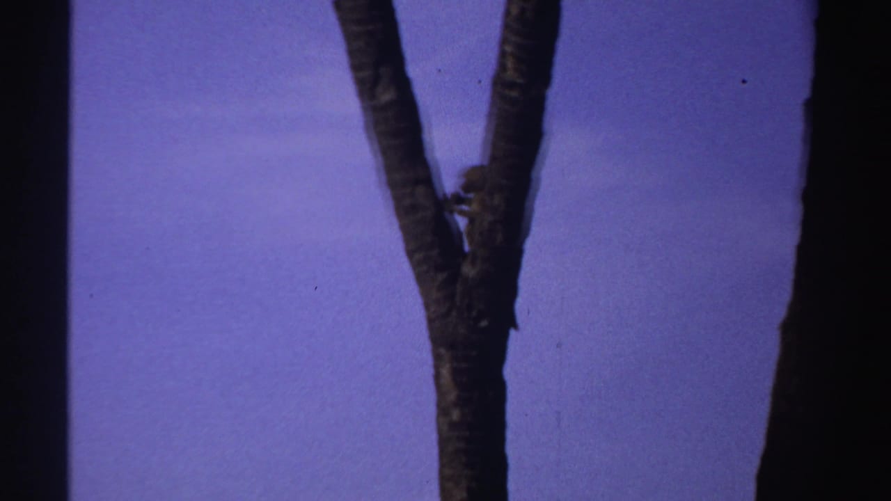 Small monkey partly obscured beside a forked tree trunk in credited Sudan home-movie footage.