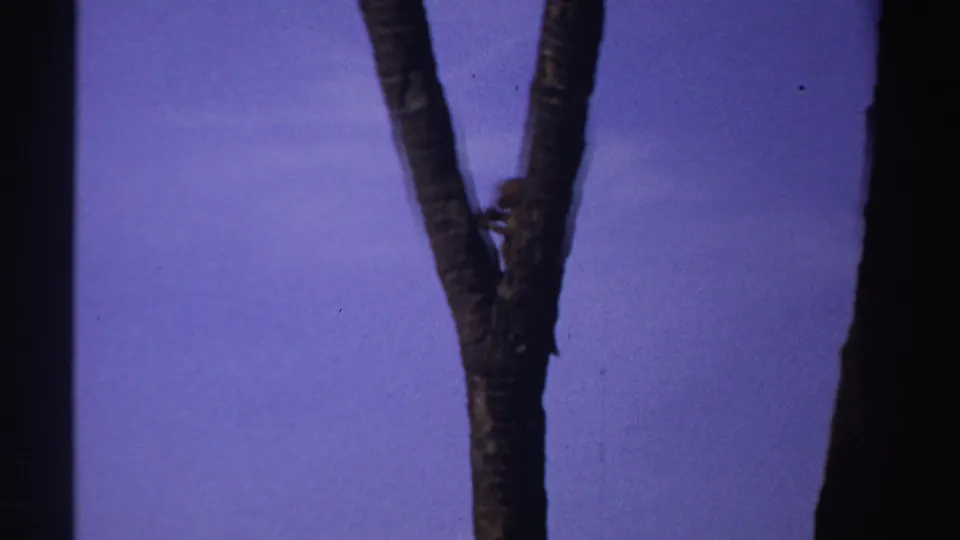 Small monkey partly obscured beside a forked tree trunk in credited Sudan home-movie footage.