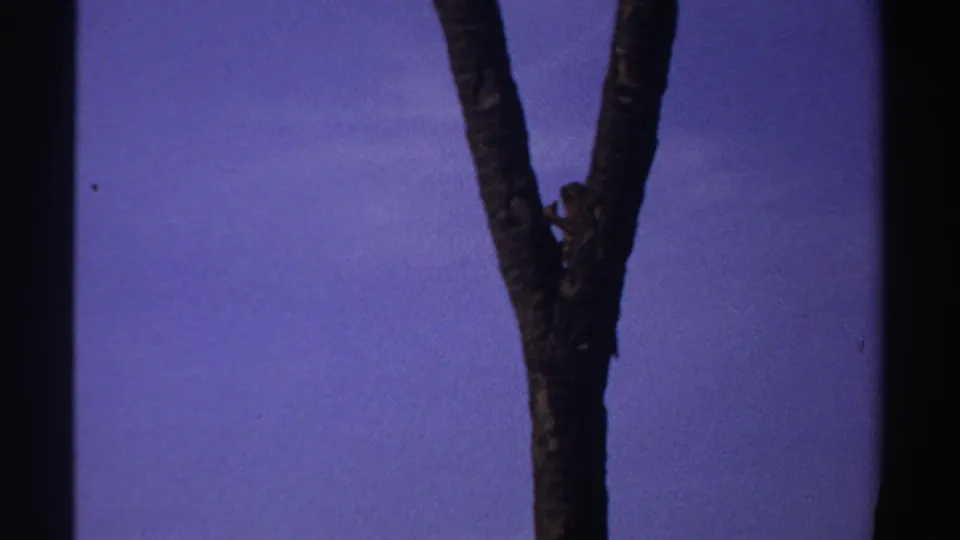 Small monkey clings lower on the tree trunk in 1969 Sudan 8mm footage, silhouetted by dusk light.