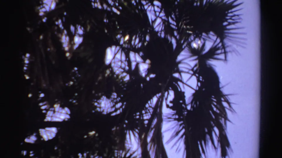 Dark palm fronds fill the frame against a purple twilight sky in credited 1969 Sudan footage.