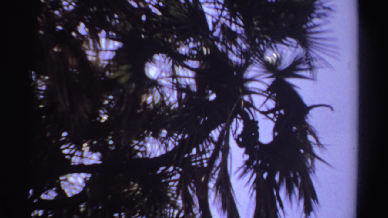 1969 8mm Sudan-linked frame showing monkeys as dark shapes among palm fronds against an overexposed sky.