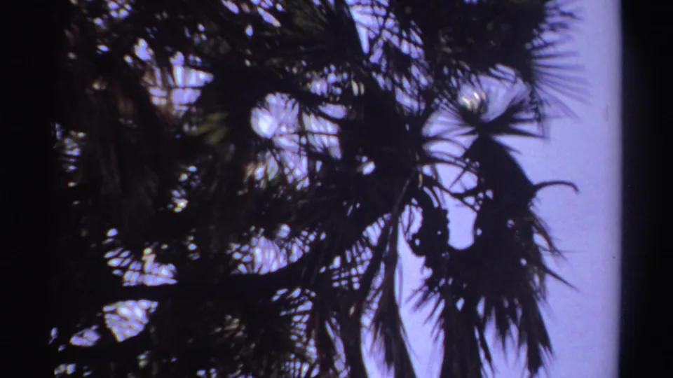 1969 8mm Sudan-linked frame showing monkeys as dark shapes among palm fronds against an overexposed sky.