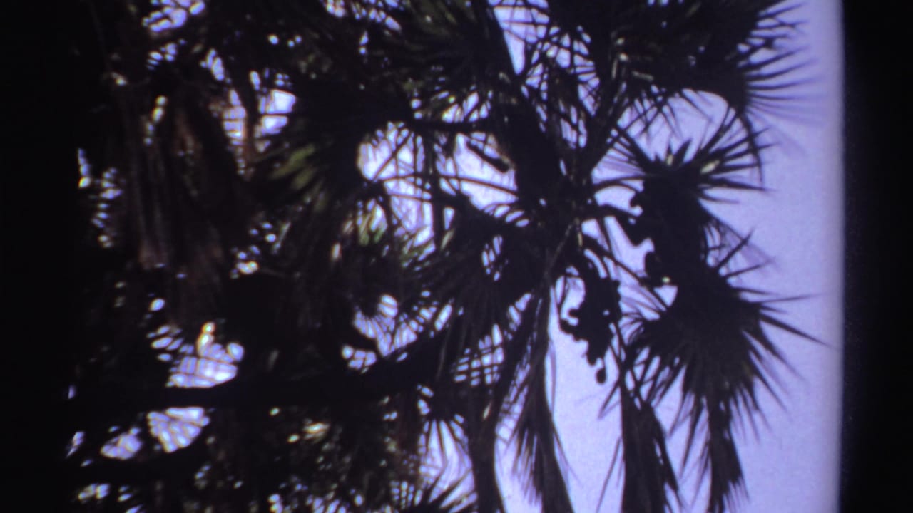 Palm crown with silhouetted monkeys partly hidden by spiky fronds.