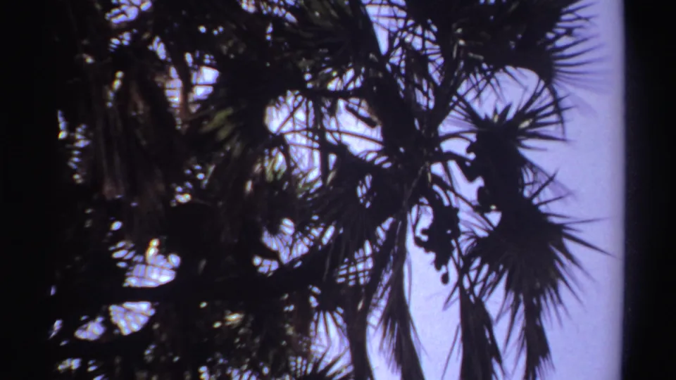 1969 8mm Sudan-linked view of monkey shapes partly obscured by palm leaves and strong sky backlight.