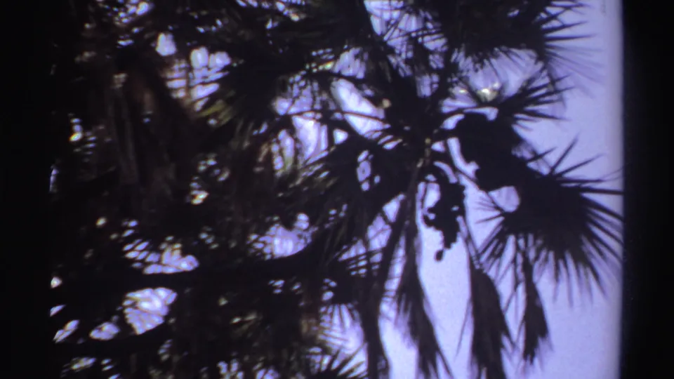 Backlit 1969 8mm Sudan-linked frame with monkeys and palm leaves forming dark silhouettes against pale blue sky.
